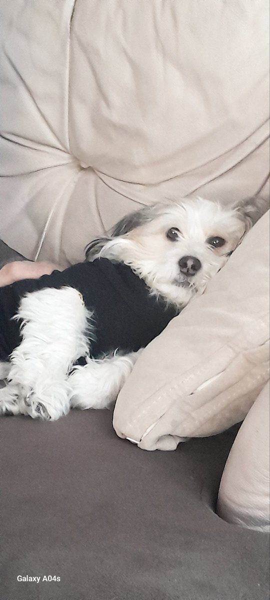 izmirliserap_'s tweet photo. @KeanuReevesYaga morkie terrier https://t.co/MHrDlVxu9R
