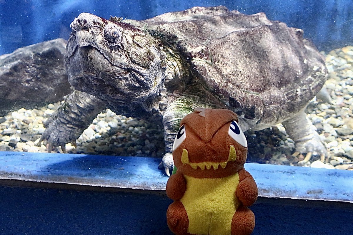 messem_8787's tweet photo. 🐢ガメちゃんと🐢ワニガメ
#ワニガメ
#Alligatorsnappingturtle
#伊勢シーパラダイス
#Iseseaparadise
#ガメちゃん
#gamechan
https://t.co/egVts6Ym0E https://t.co/k2qKRJfWvl