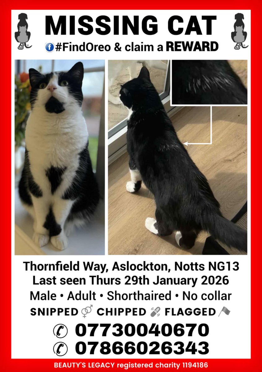 The_Animal_Team's tweet photo. #FindOreo #missing since Thursday, 29/1/26 from #ThornfieldWay #Aslockton #Notts #NG13 area. Male adult, no collar. FB Group: https://t.co/TzdqK8CpaK Contact numbers below. ⬇️⬇️ #MissingCat #Cats #CatsOfTwitter #LostCat https://t.co/OfUW36roBm