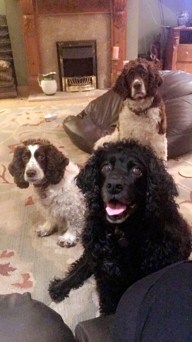 Super Spaniels tweet media