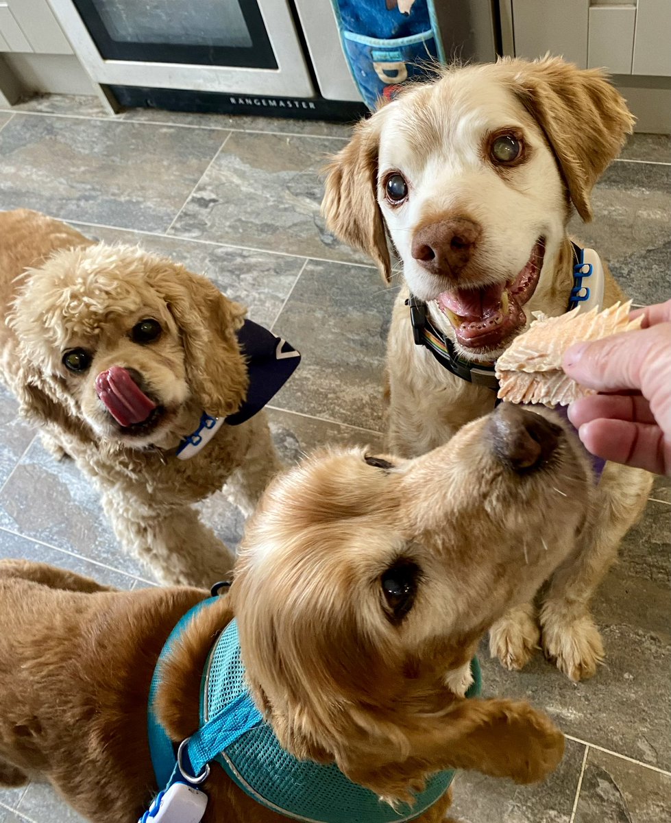 Super Spaniels tweet media