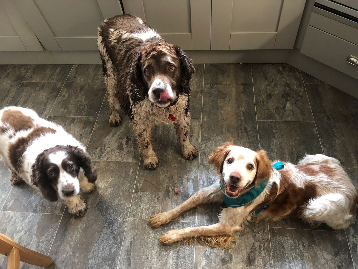 Super Spaniels tweet media