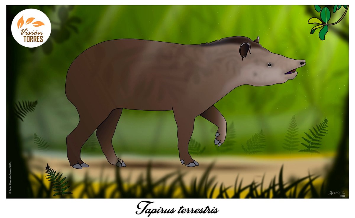 visiontorres2's tweet photo. La Danta o Tapir (Tapirus terrestris) es una criatura majestuosa del trópico americano y se encuentra amenazada de extinción. 

La Casa del Tapir promueve la conservación de las Dantas mediante la educación ambiental y la investigación en su hábitat natural.

#visiontorres #tapir https://t.co/yHob6gyGwI