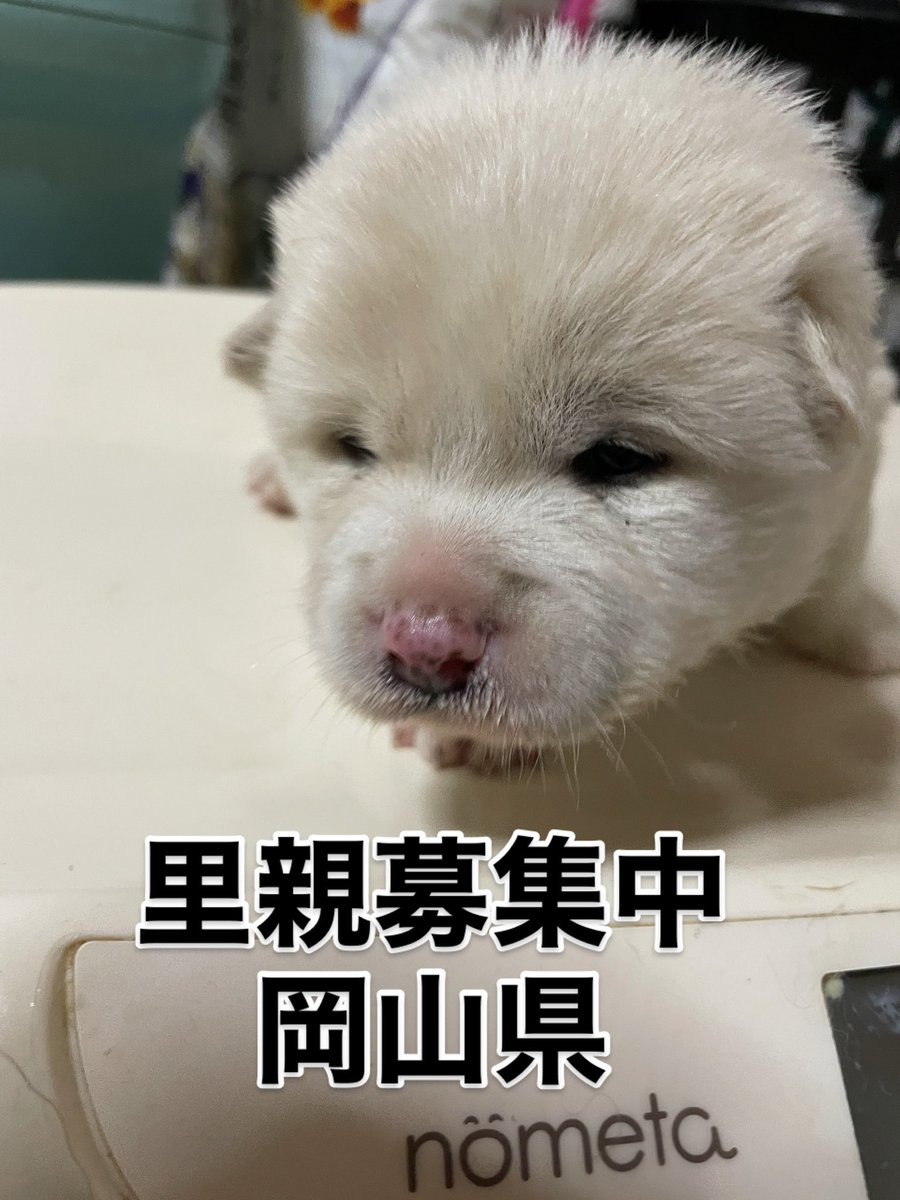 里親募集中‼️ 4兄妹〜🐾 ユノちゃん 推定3週間の女の子🐶 #里親募集