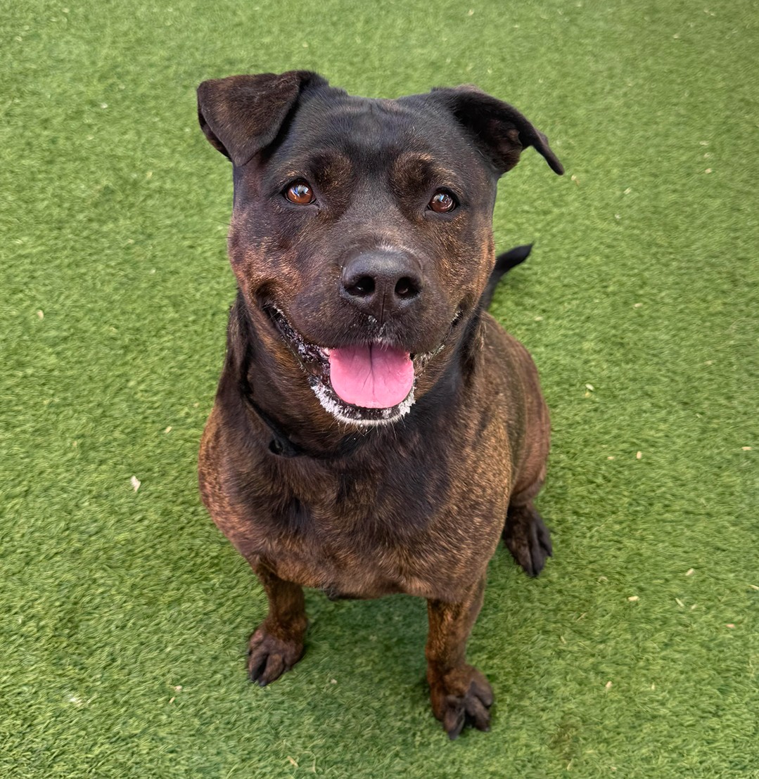 She’s a little thicc, and yes, she’s absolutely perfect. ✨ 

103 lb Rose is great on a leash and loves to play.

Here's why we love 5 year old Rose:

💖 Confident, outgoing, and friendly
😍 Great manners
🌳 Enjoys tennis balls and treats
🏡 Potty-trained

Rose's ID# is A1320865.