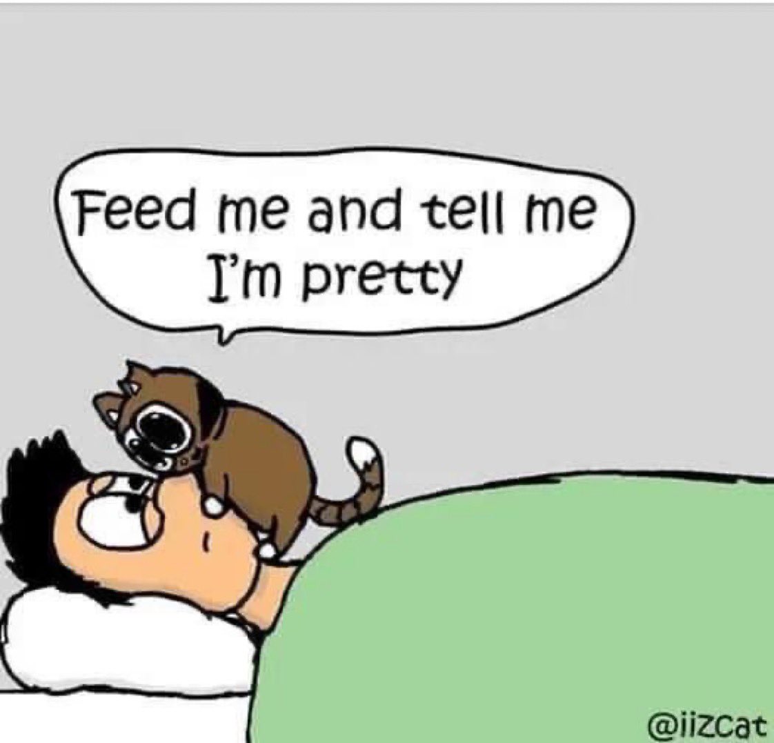 GeneralCattis's tweet image. Just admit it--we all have days when this is all we really want

#TuesdayTruth #CatsOfTwitter