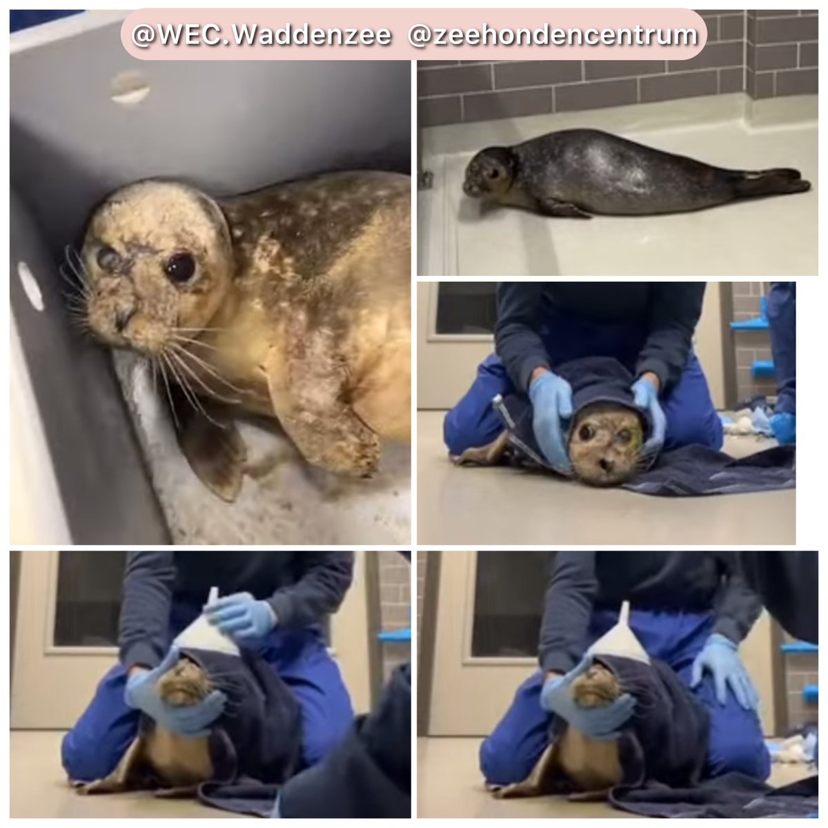 cocoa (@nekoneko898) / Posts / X