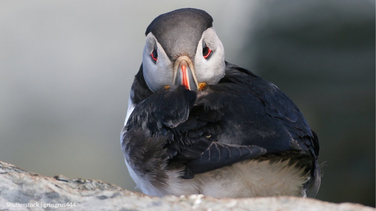 oceana's tweet photo. #BREAKING: The Trump admin. just opened a protected ocean area off New England — roughly the size of Connecticut — to commercial fishing.

This decision risks precious marine life &amp; threatens the very economies that depend on these protected waters.

Read: https://t.co/ewWOOQZLx3 https://t.co/3hzpTpzqaG