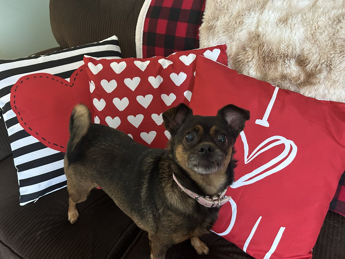 #dogsofX #happyvalentines