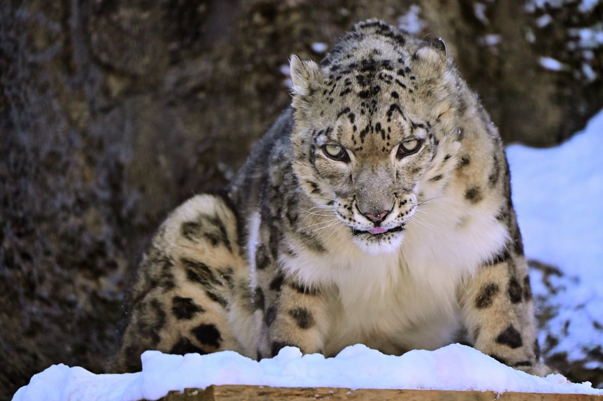 nekooyaji (@nanata35047722) / Posts / X