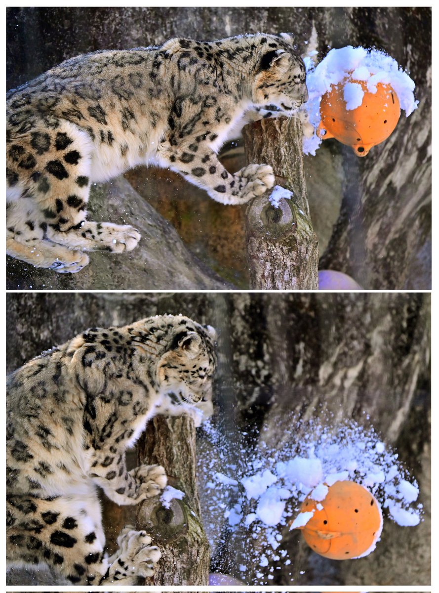 nekooyaji (@nanata35047722) / Posts / X