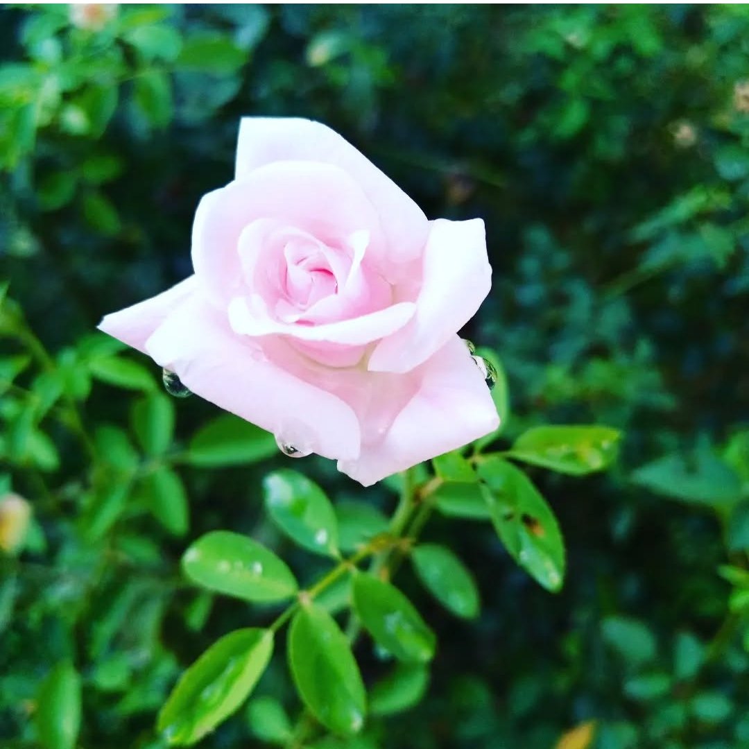 मेरे हृदय में सभी के लिए कृतज्ञता है…
जिन्होंने साथ दिया,
उन्होंने समझाया कि संसार सुंदर है…

जिन्होंने अकेला छोड़ा…
वे बता गए कि ईश्वर मेरी प्रतीक्षा में है…❤️

Very good morning friends 🌄❤️