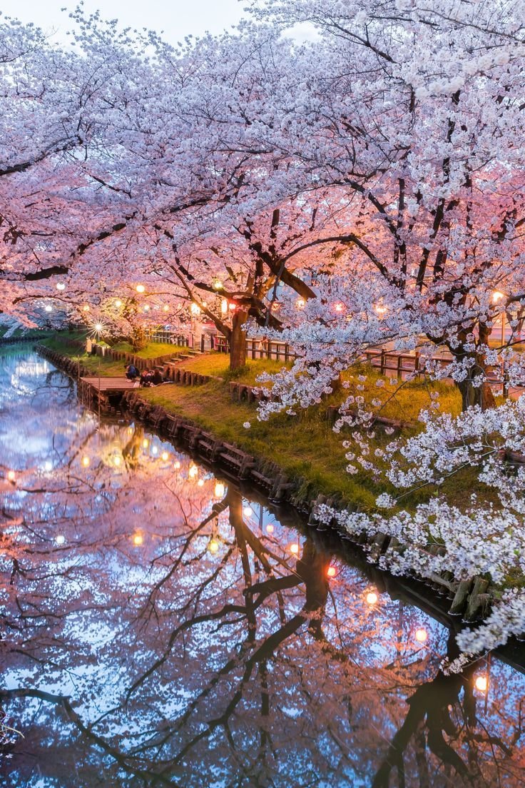 ab_cd_1235's tweet photo. Cherry pool in Japan 🌸 https://t.co/QOAjugxMom