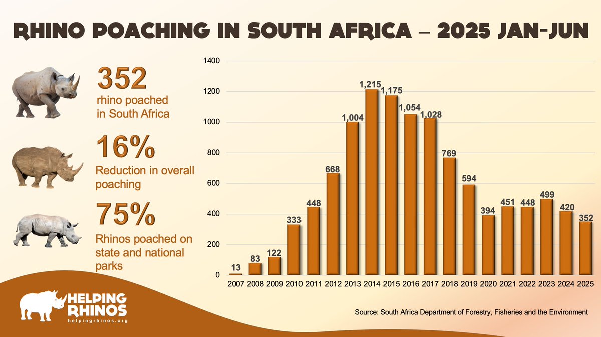 ‼️352 rhinos poached in South Africa in 2025 – a 16% decrease‼️
This is a testament to the work being done to keep rhinos safe, &amp; while 352 is still too many, steady progress is being made. Please keep supporting us &amp; help us continue reducing the number of rhinos lost 🙏.