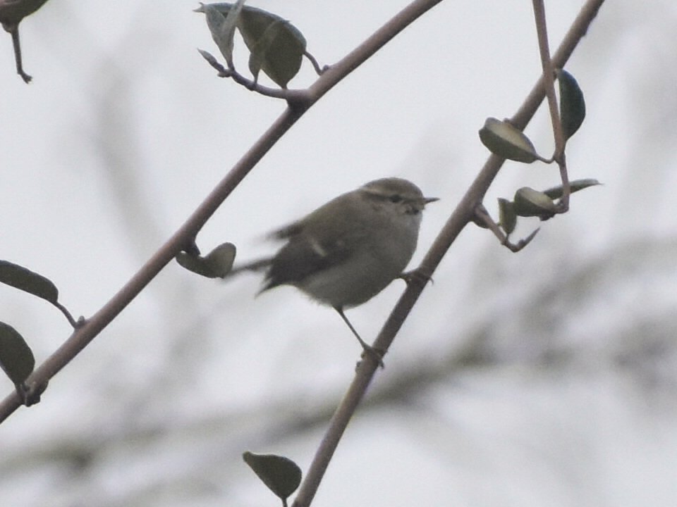 Successful early Morning twitch to connect with this Asian vagrant from the East 💥 

HUME'S LEAF WARBLER Phylloscopus humei

Denes Oval, Lowestoft Suffolk
10.2.26