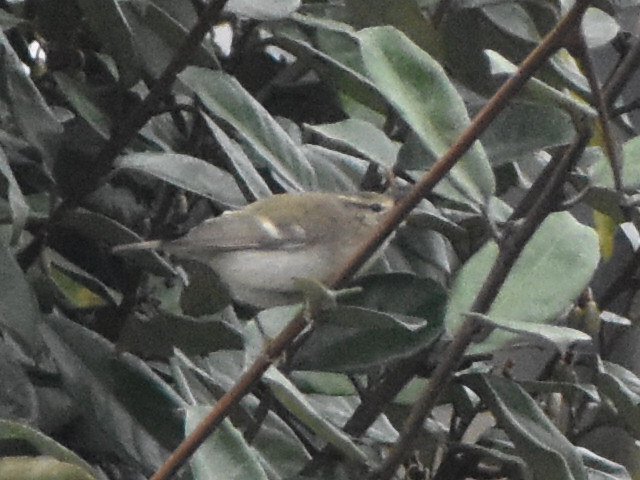 RobinsonBirding's tweet photo. Successful early Morning twitch to connect with this Asian vagrant from the East 💥 

HUME'S LEAF WARBLER Phylloscopus humei

Denes Oval, Lowestoft Suffolk
10.2.26 https://t.co/evGtYi933Y