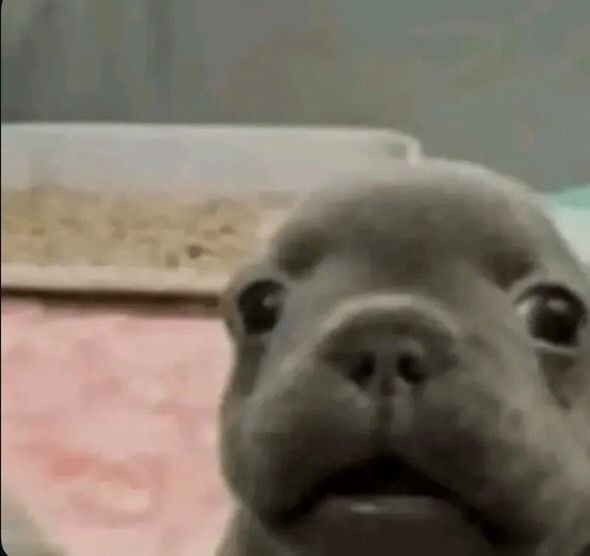 Diana🇲🇽🏳️‍⚧️🍋‍🟩 tweet media