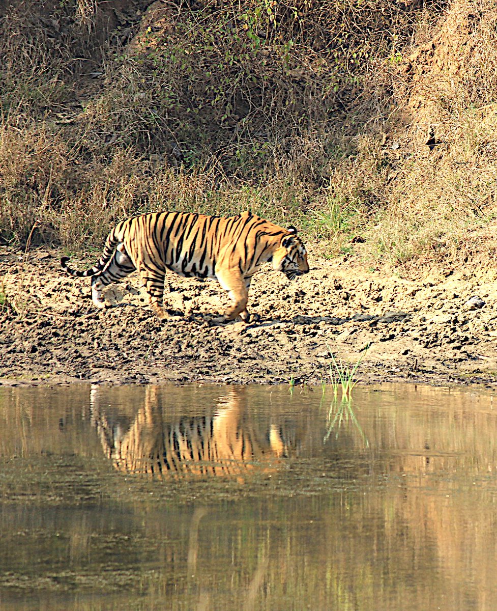 Aloke Palsikar 🔭 🇮🇳 tweet media