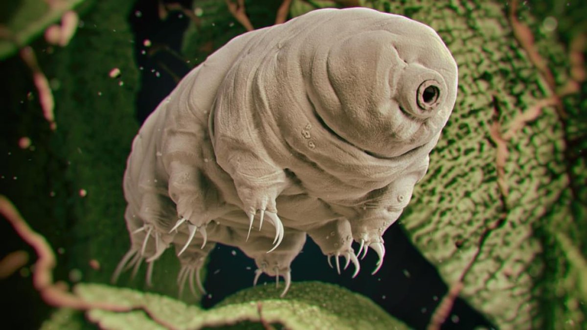 Tout plaquer pour devenir un tardigrade...