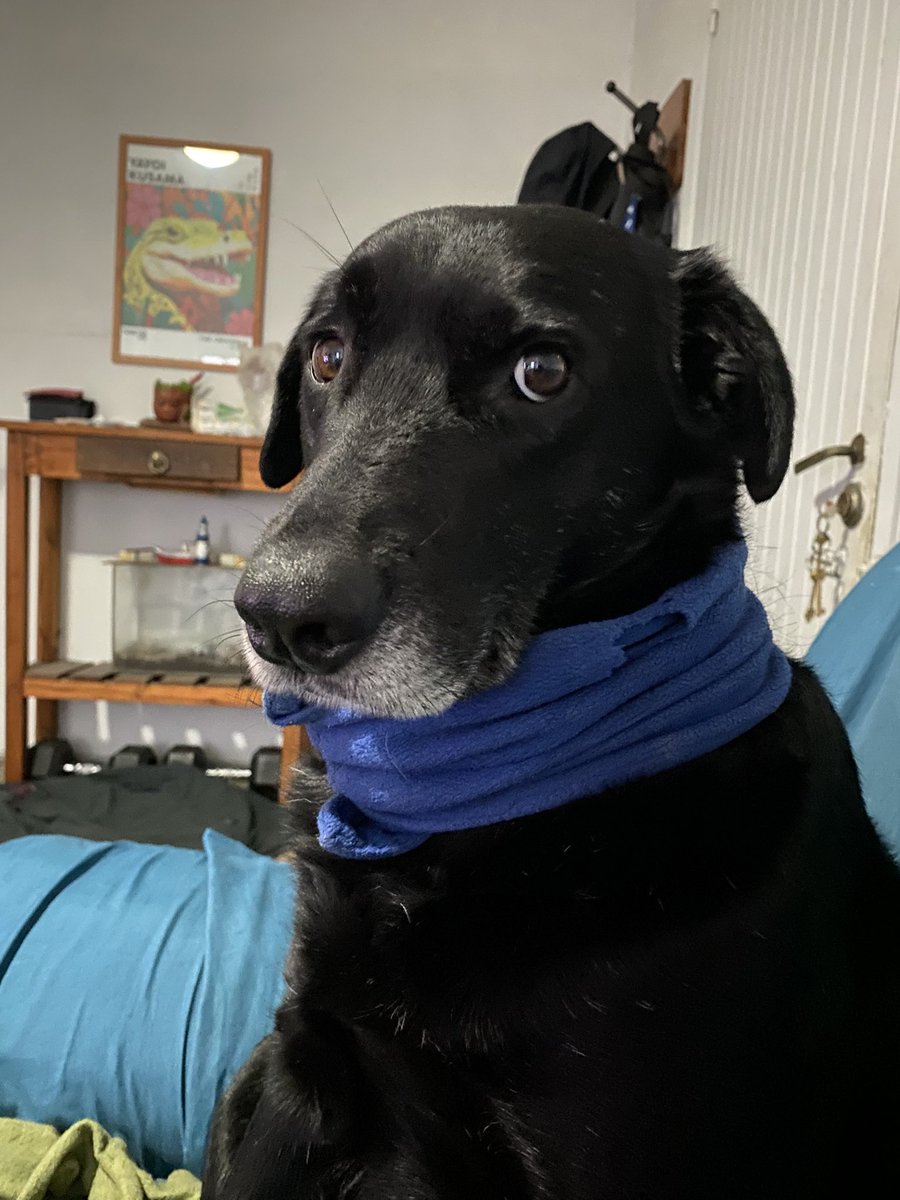 Yo tengo un therian al revés, un perro que se percibe humano.