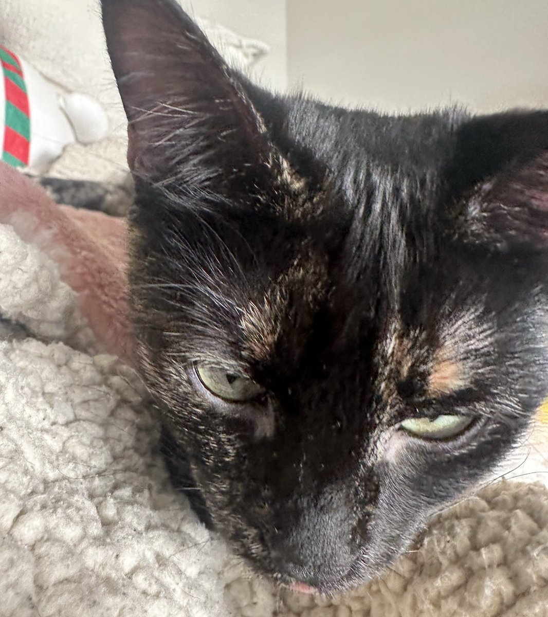 randomlysrikaVT tweet media