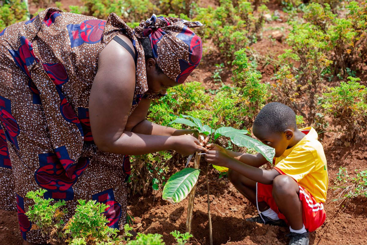 ONE CHILD ONE TREE (OCOT) tweet media
