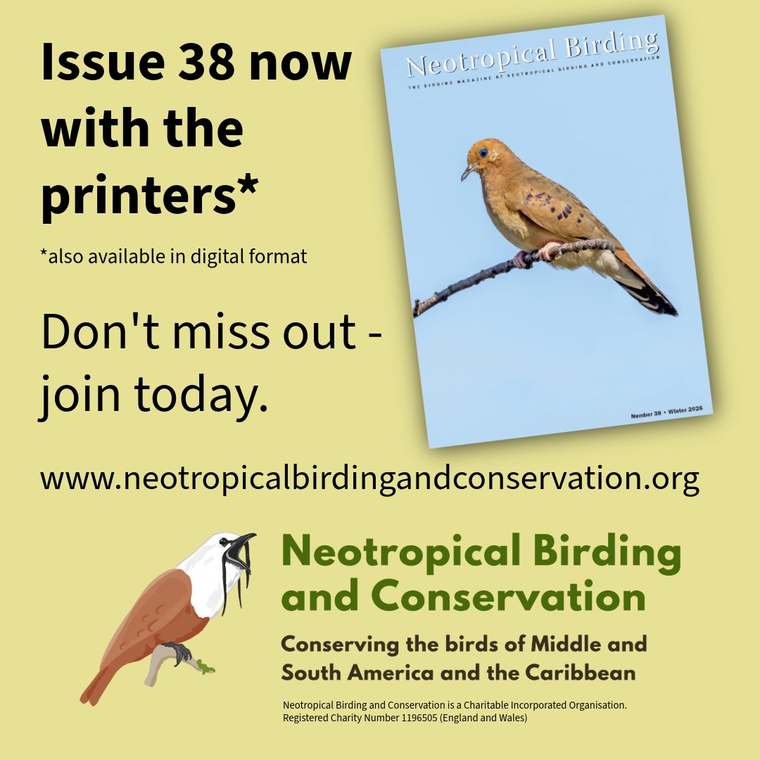 Neotropical Birding and Conservation tweet media