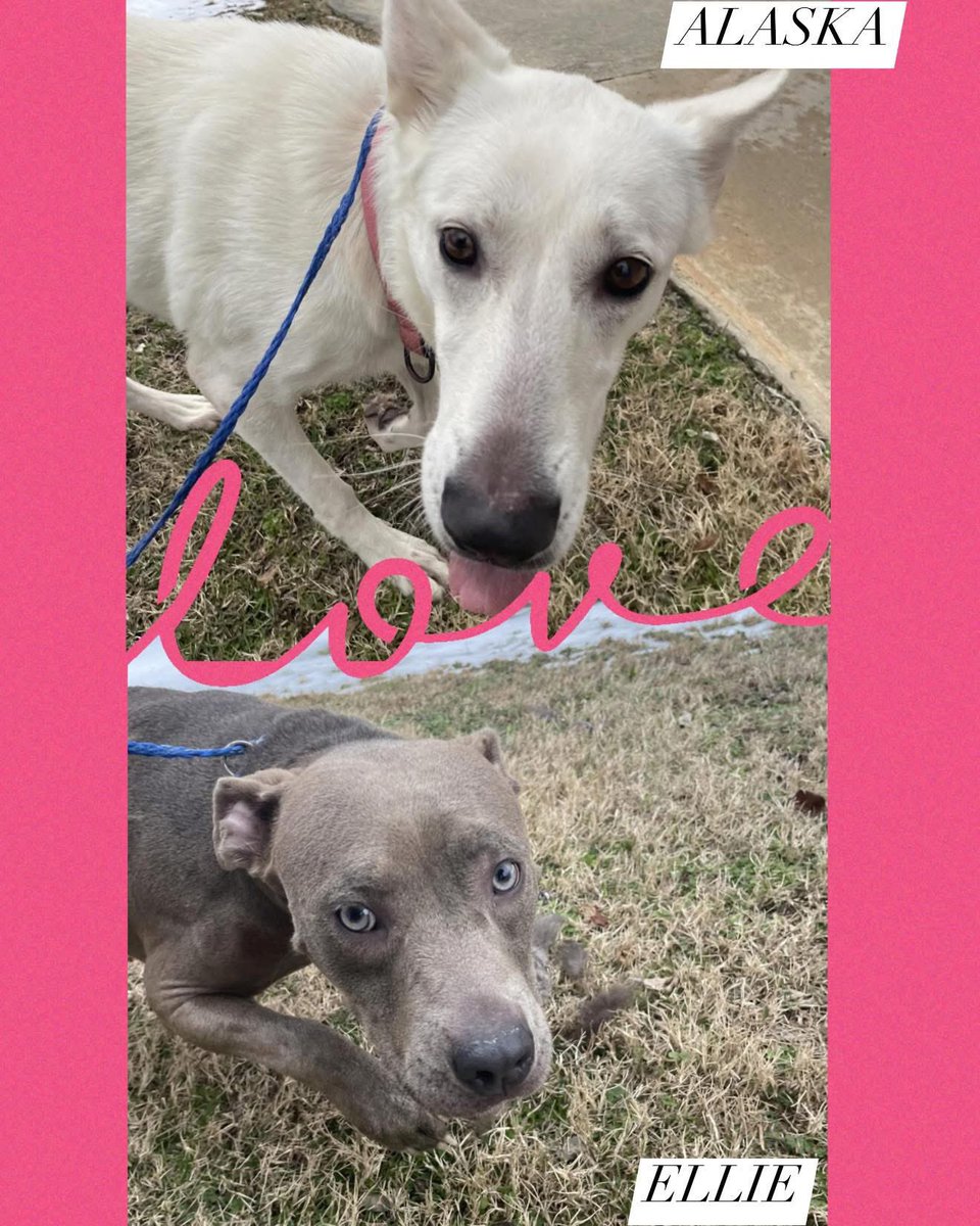 LacDonna's tweet image. 🚨FOSTERS NEEDED ASAP - MAMA DOGS🚨Rocky Mount NC

Ellie &amp;amp; Alaska -the moms of last week’s seized puppies-have been assessed &amp;amp; officially released &amp;amp;are cleared to leave. Pawfect Match Rescue stepped up for most of the puppies &amp;amp; is not leaving the mamas behind, need fosters ASAP