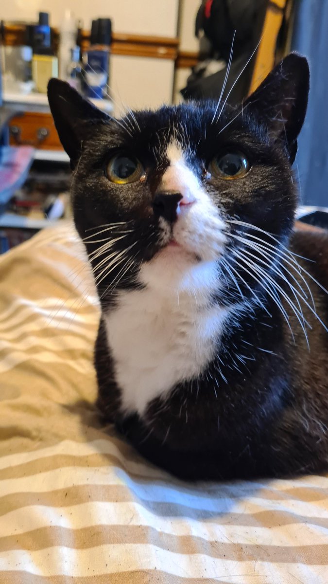 Dogknob1 tweet media