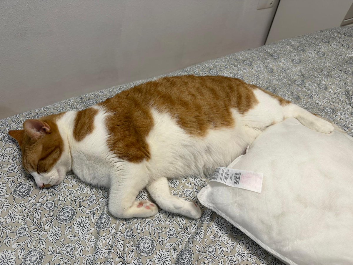 AYUDA URGENTE 
La chica ha perdido el trabajo,tiene que abandonar la casa y trasladarse a una habitación en vivienda compartida y no ha conseguido ningún alquiler donde admitan al gato. Debe deja la vivienda el 25. Busca una casa de acogida o adopción.   661 93 05 52 ALICANTE
