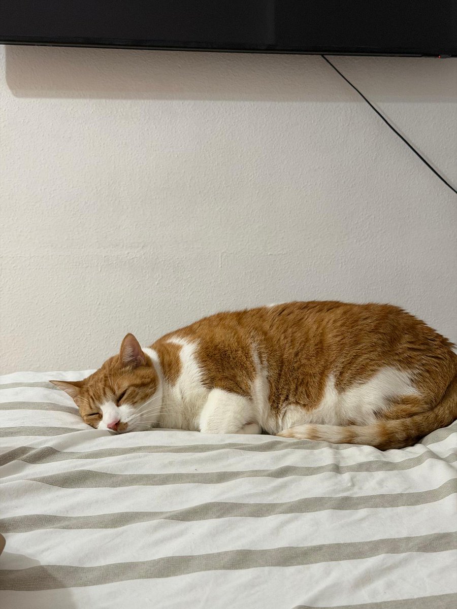 AcofalX's tweet photo. AYUDA URGENTE 
La chica ha perdido el trabajo,tiene que abandonar la casa y trasladarse a una habitación en vivienda compartida y no ha conseguido ningún alquiler donde admitan al gato. Debe deja la vivienda el 25. Busca una casa de acogida o adopción.   661 93 05 52 ALICANTE https://t.co/J1BVRIPhP5