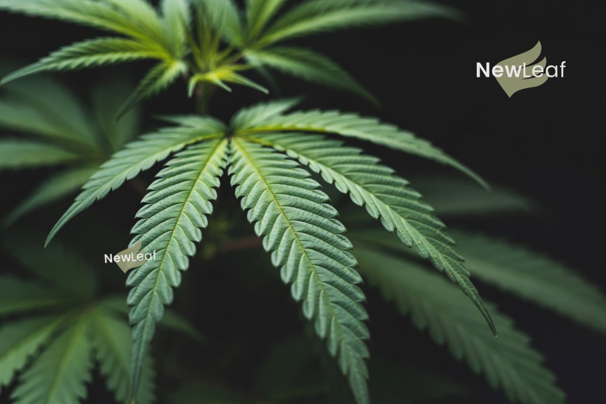 RELIEVA by New Leaf Finance tweet media