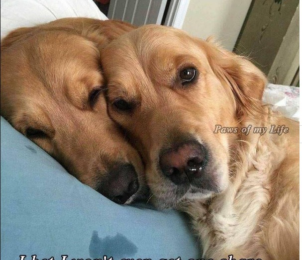 Beyond The Leash tweet media