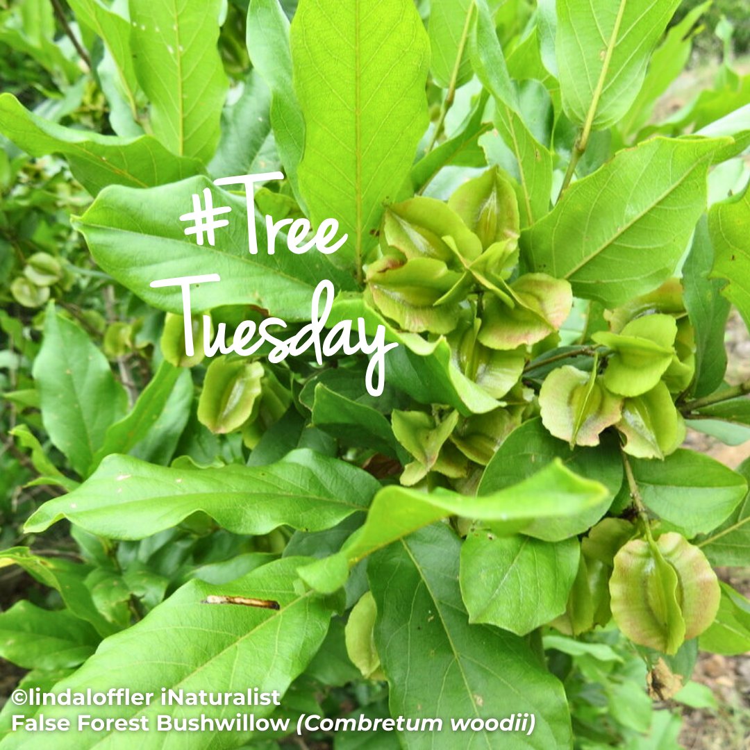 BotSocSA tweet media