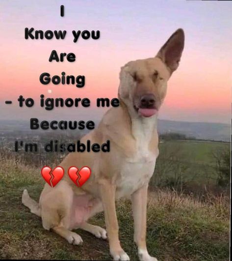 𝕏 Dogs tweet media