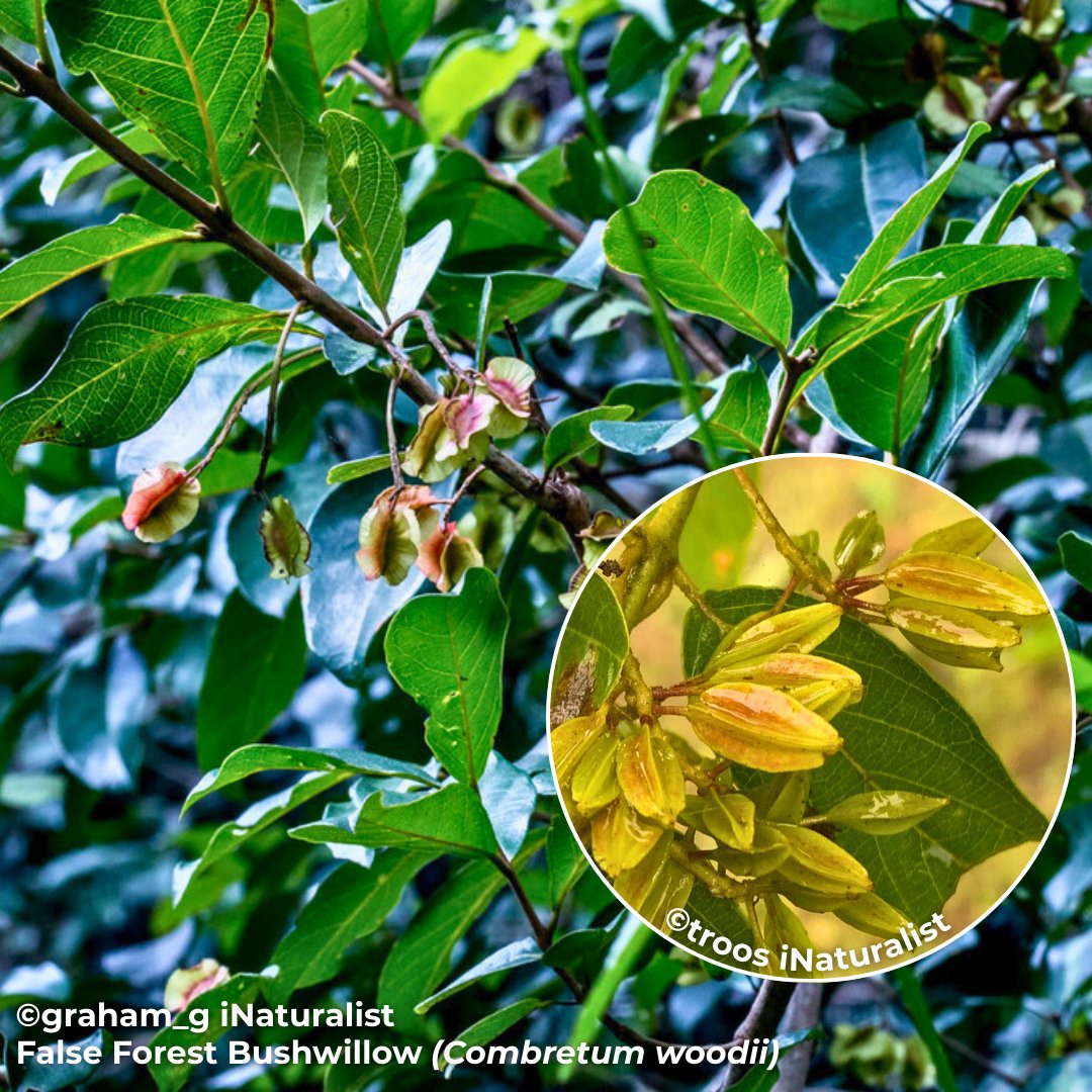 BotSocSA tweet media