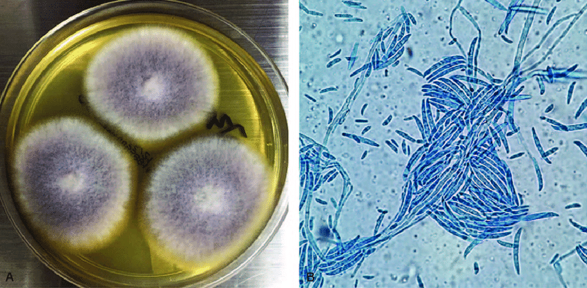 Mayo Clinic Infectious Diseases tweet media