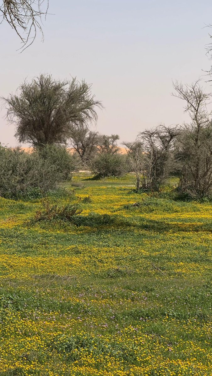 mmkotibi's tweet image. صور حديثة من روضة خريم . ماشاء الله في ابهى حلة 🌿🌿🌿🌼🌼🌼