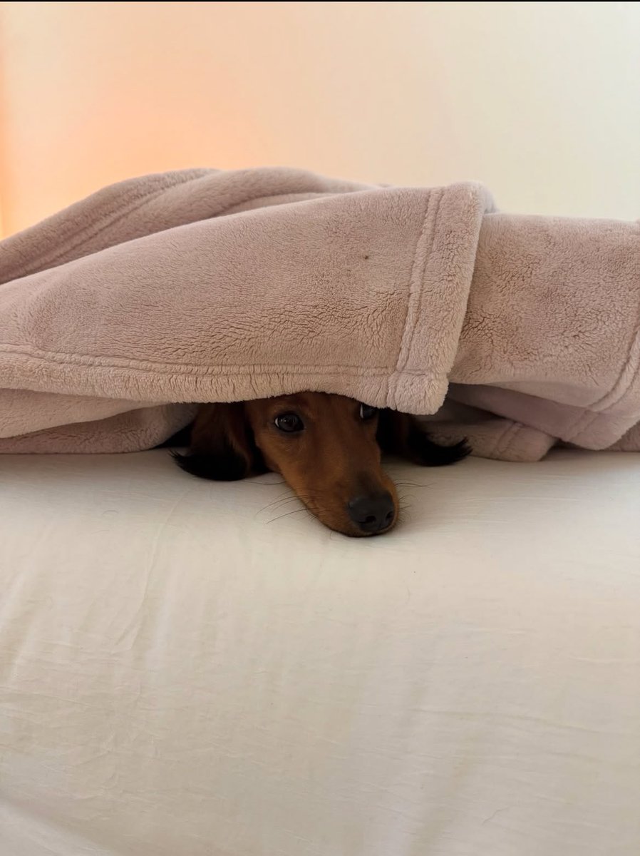 NailaUpdates's tweet photo. 🐾| Naila vía post de su mami https://t.co/B1kcN8Sc9p