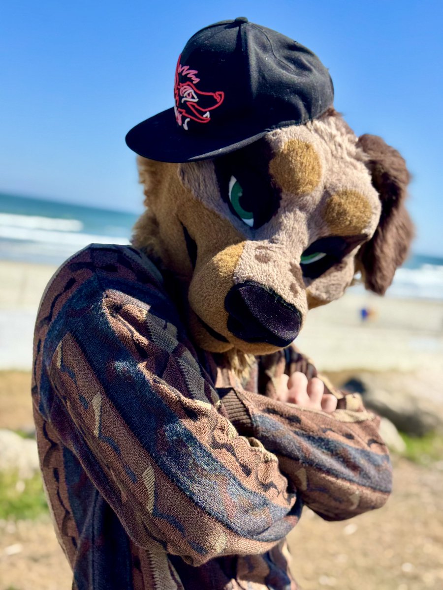 Finn the Dachshund 🔜 LVFC tweet media