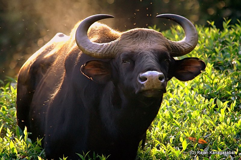 The Dictionary tweet media