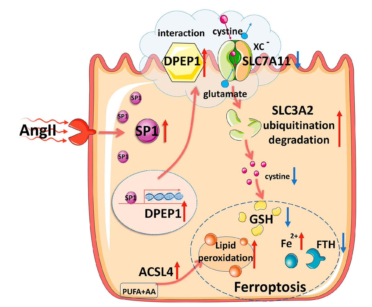 Diabetes_ADA's tweet photo. DPEP1 is a novel mediator of kidney injury! AngII promotes ferroptosis in kidney cells via SP1-DPEP1-SLC3A2 axis. Targeting this pathway with cilastatin blocked ferroptosis and protected kidney function. #AngII #RenalDisease #Ferroptosis

Read here ➡️ https://t.co/3V9dmih3ZX https://t.co/wbeTgQPWQb