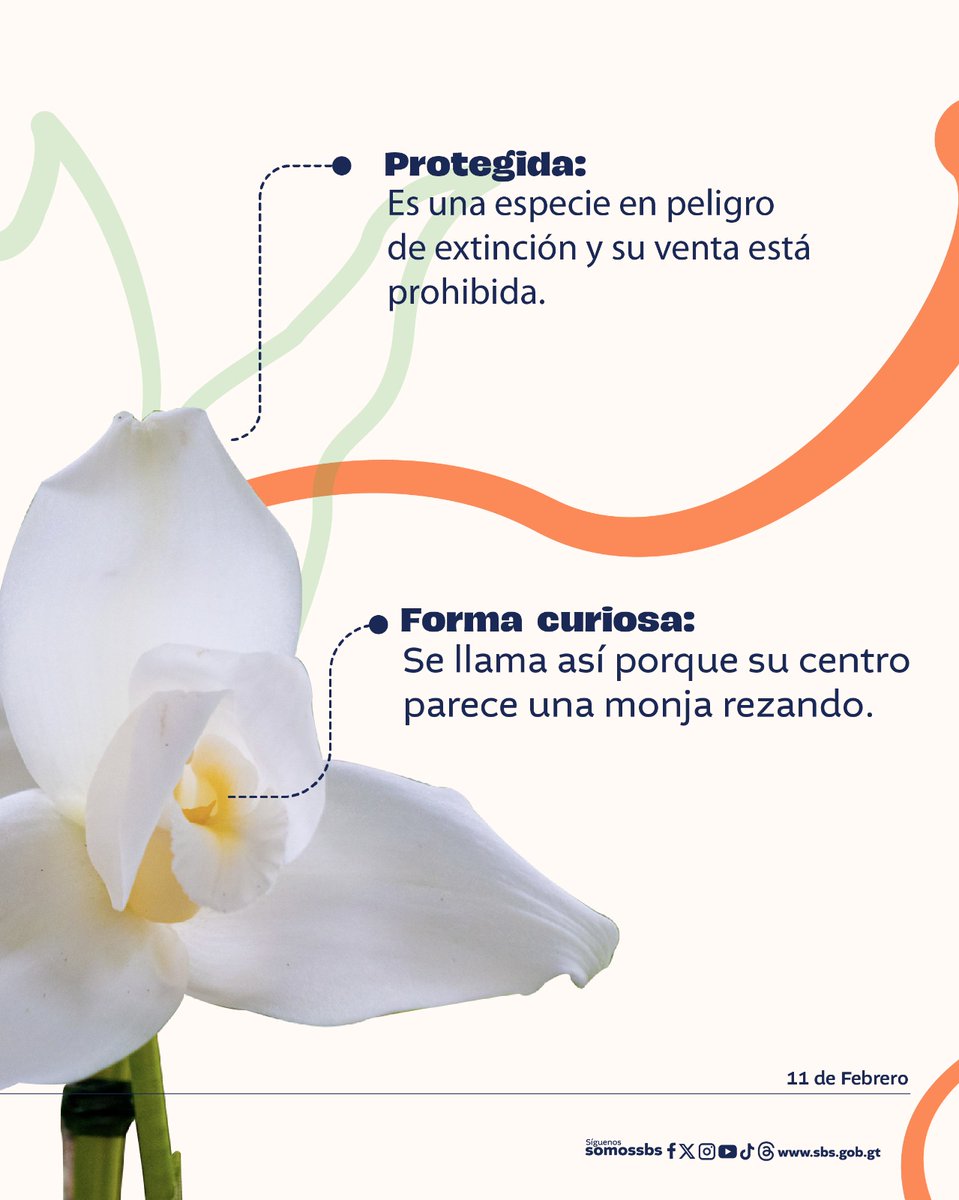 En el Día de la Monja Blanca🪷, la #SBS rinde homenaje a nuestra flor nacional✨, símbolo de pureza, paz y la riqueza natural de Guatemala🇬🇹.

Debemos cuidar y proteger la flor más bella, por nuestra niñez y adolescencia💙.