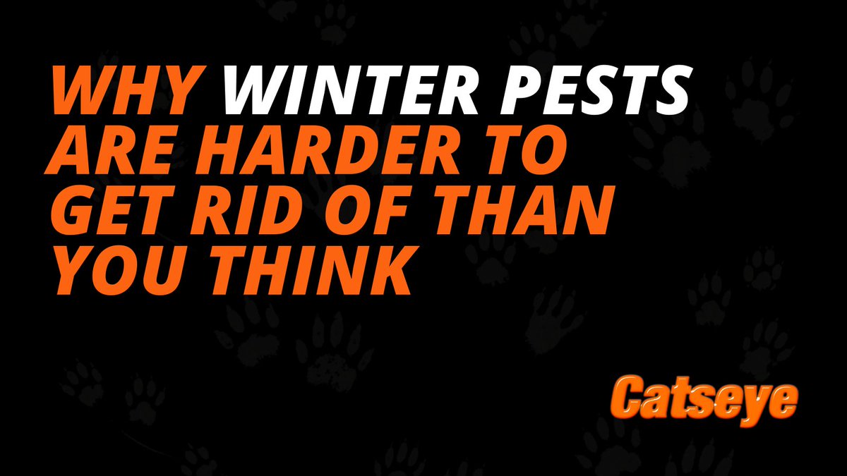 Winter pests are harder to eliminate because activity shifts inside the structure.

Heat, airflow, and micro gaps guide where they settle long before signs appear.

By the time damage is visible, access points are already established.

☎️ Get in touch: bit.ly/4sOvIly
