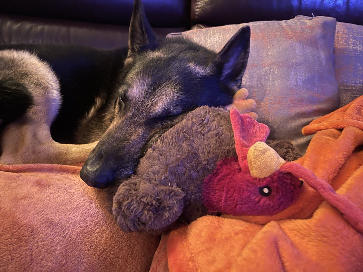 Retired Police Dog Quest tweet media