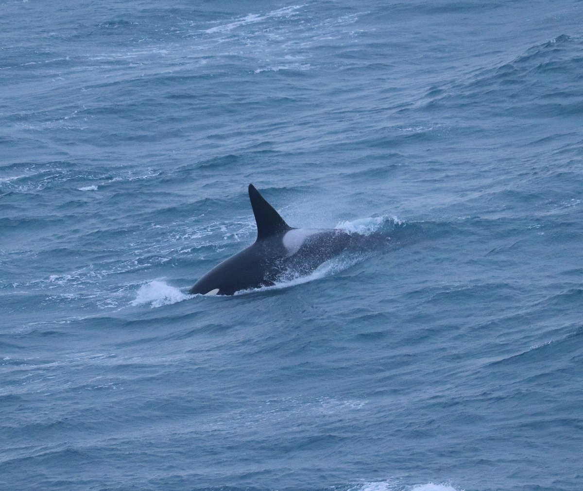 anne ellison VN tweet media