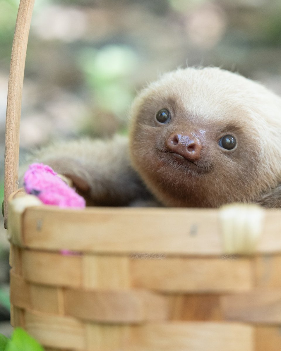 Opi, short for Opalite, is looking for someone to adopt him this Valentine's Day! Click the link in our bio to make him feel special this holiday. 💘 

#ValentinesDay #SaveSloths #SlothConservation #Adopt #NotAPet #BornToBeWild #TheSlothInstitute #CostaRica