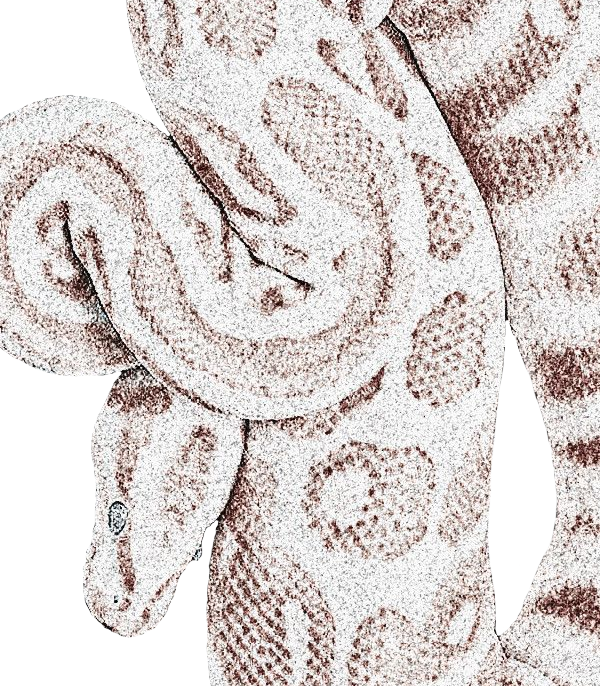 ๐ ูญโ๐ฐ๐ฐ๐ฑ๐๐ธ๐ด๐ป๐ป๐ฐ ๐ซ๐ป๐ฐ๐ฒ๐บ. tweet media