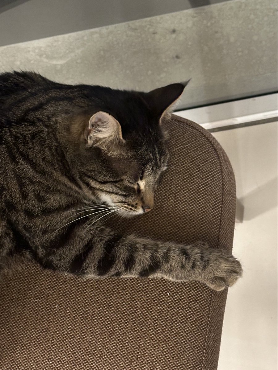 •Kedili ve kitaplı✨🤍