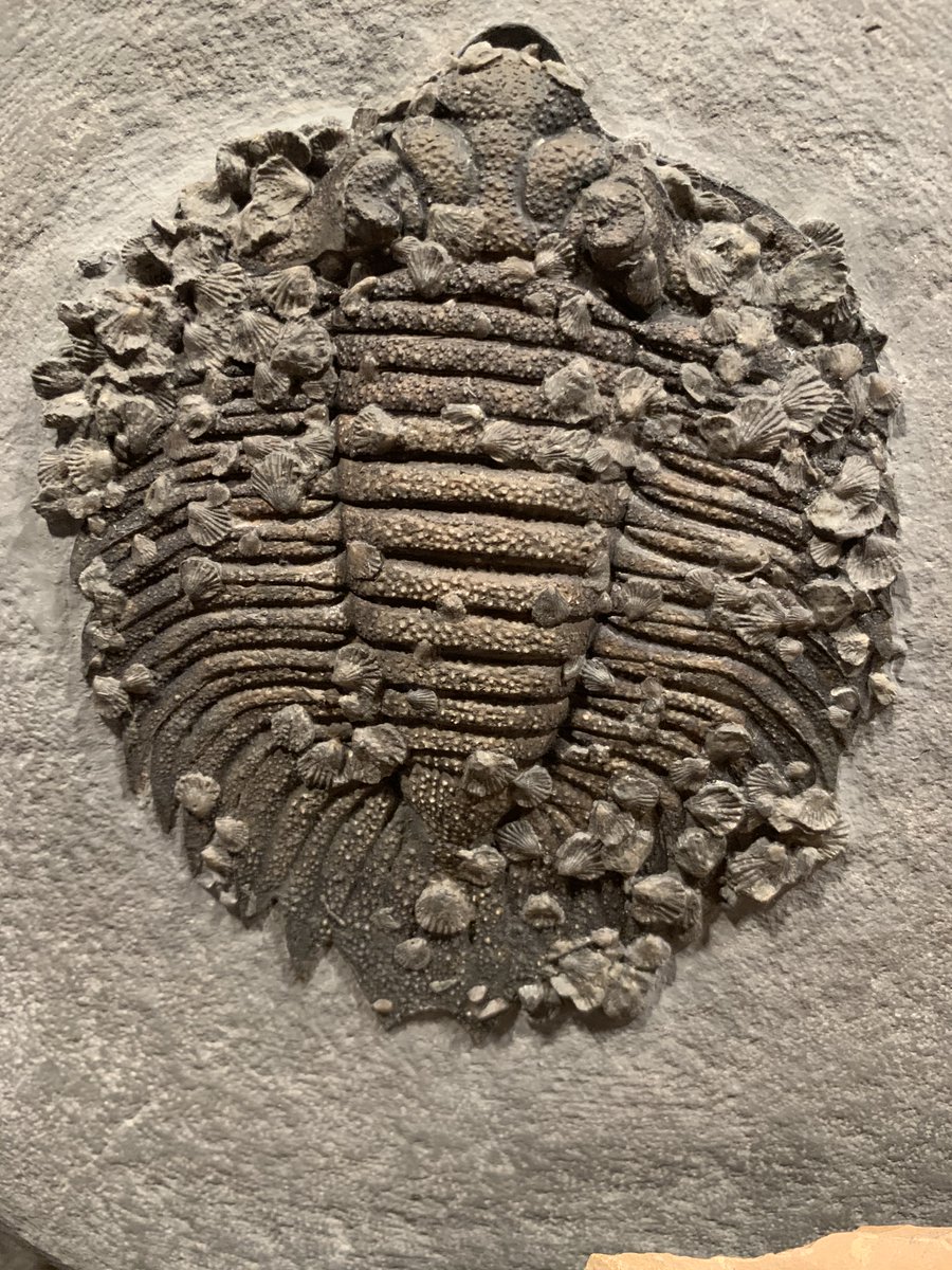 ❝三葉虫の火曜日です！この 4億3000万年前のアークティヌルスは